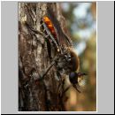 Choerades ignea - Raubfliege 03.jpg